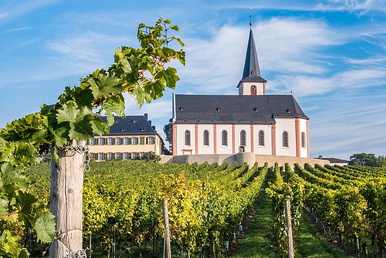 Blick über einen Weinberg auf eine Kirche in Hochheim